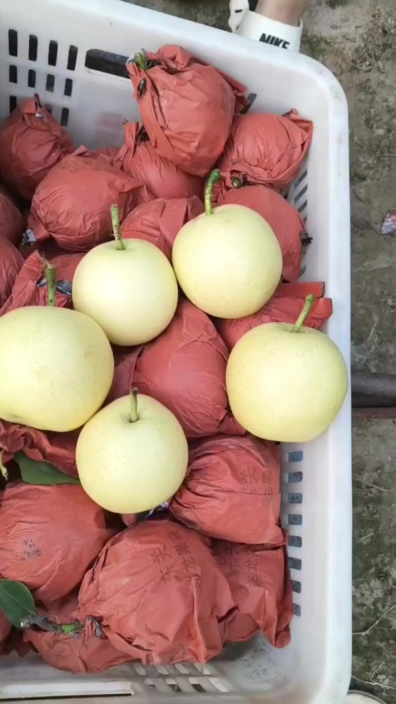 精品皇冠梨