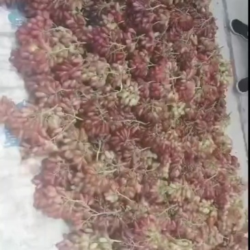 高山美人指葡萄