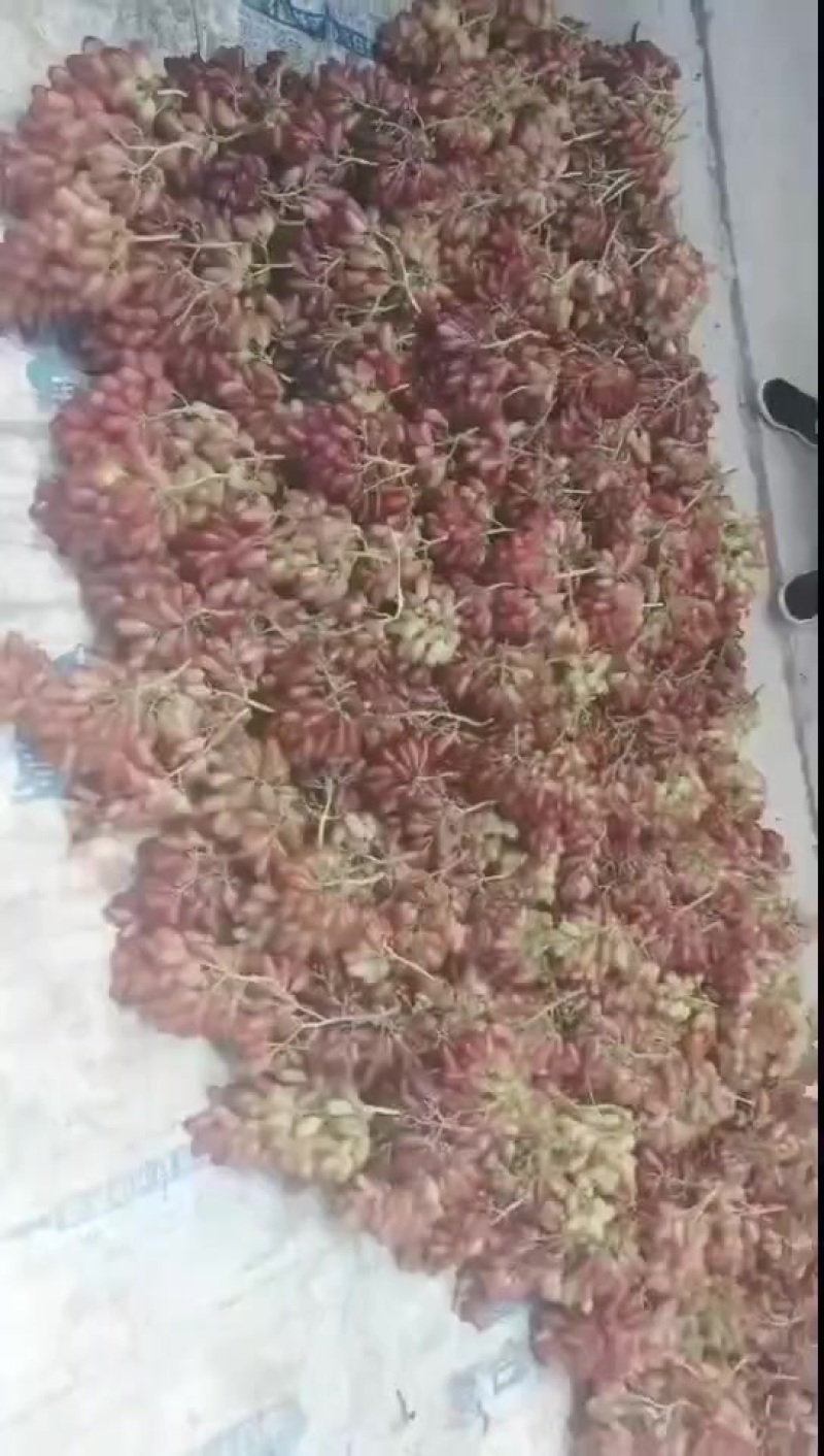 高山美人指葡萄