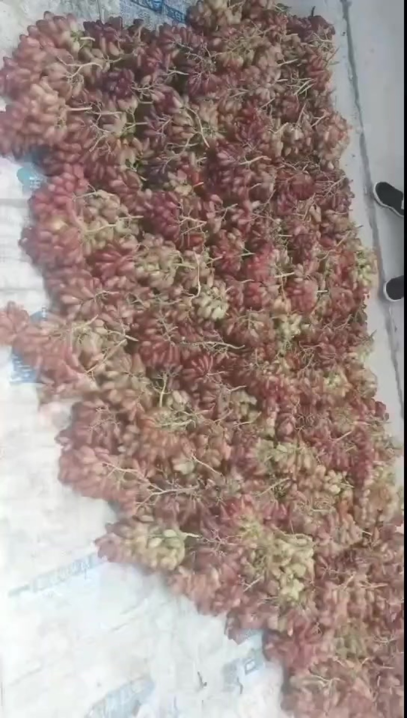 高山美人指葡萄