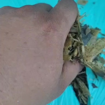 玉米秸秆黄储，滴水未加支持货到付款。