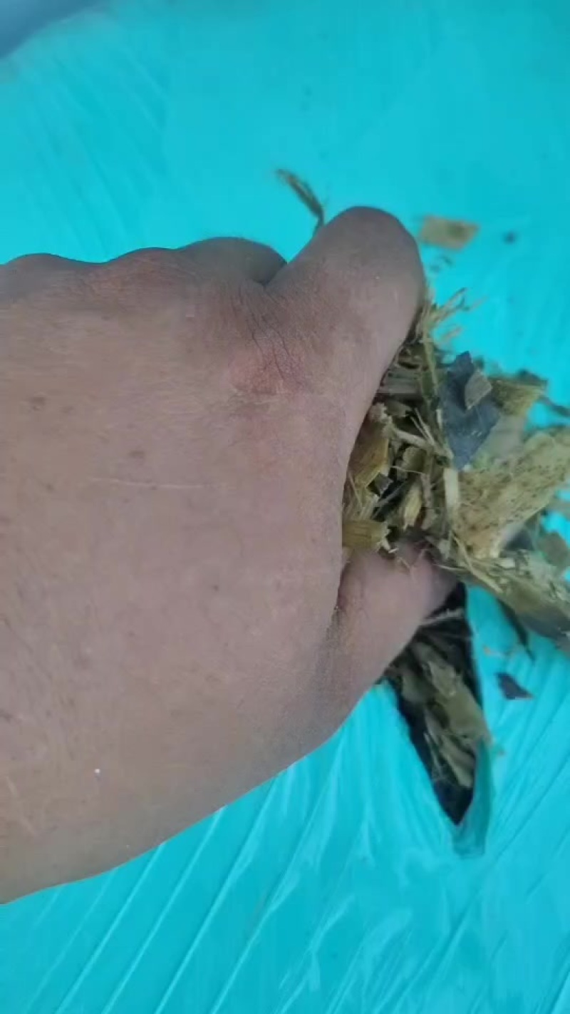 玉米秸秆黄储，滴水未加支持货到付款。