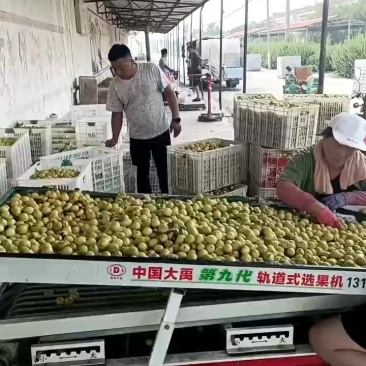 枣脆王，产地货源充足，大量招客商，对接平台，一件代发，