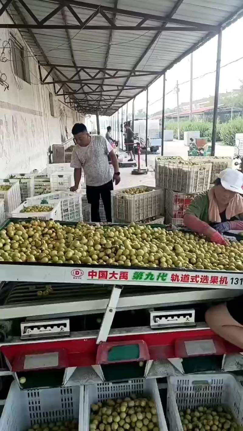 枣脆王，产地货源充足，大量招客商，对接平台，一件代发，