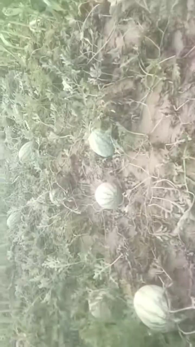 鄂尔多斯达旗沙地开园西瓜（单个8-20斤，糖度13）