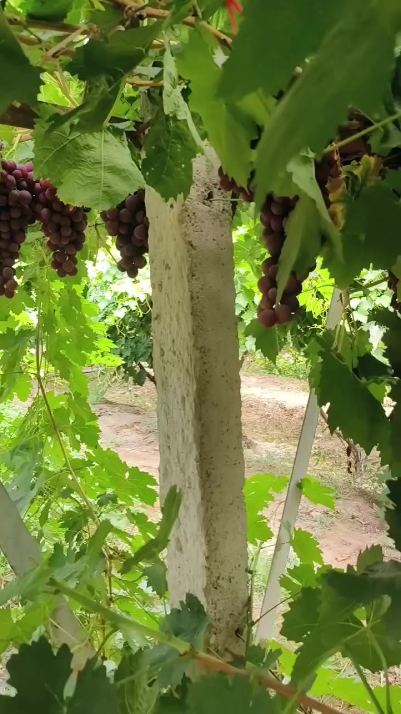 新郁葡萄