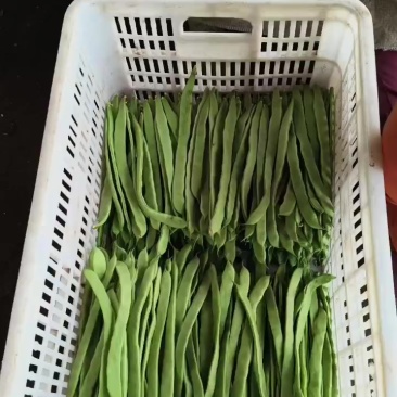 精品扁豆角