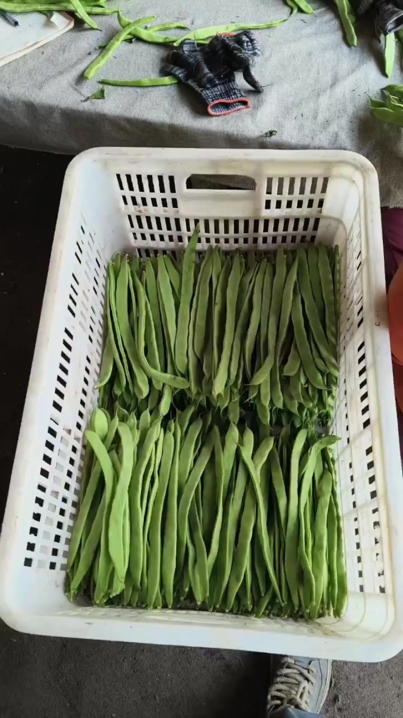 精品扁豆角