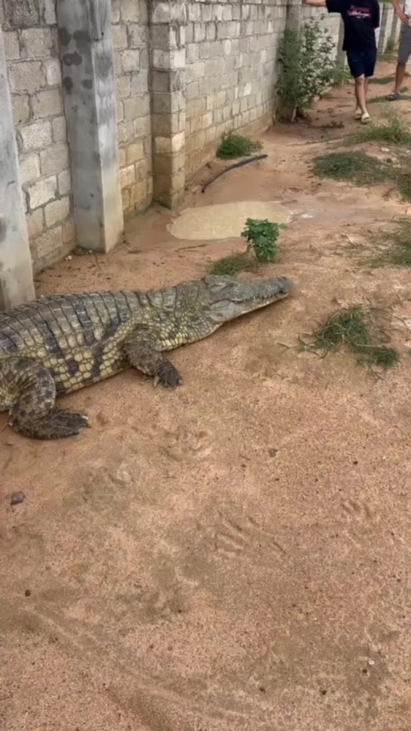 人工养殖鳄鱼肉可发活体免费代杀