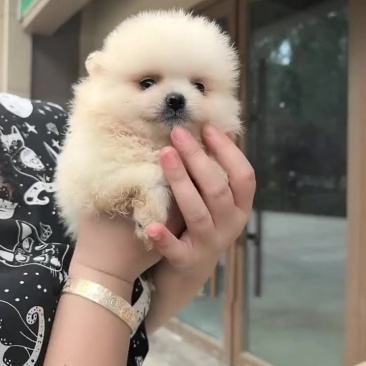 博美幼犬