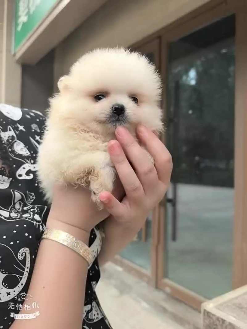 博美幼犬