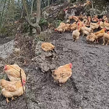 跑山鸡