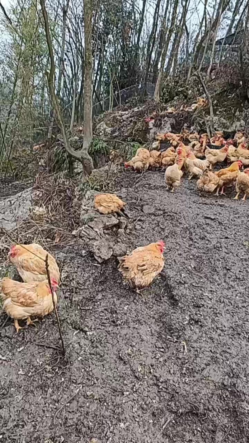 跑山鸡