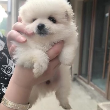 出售博美幼犬
