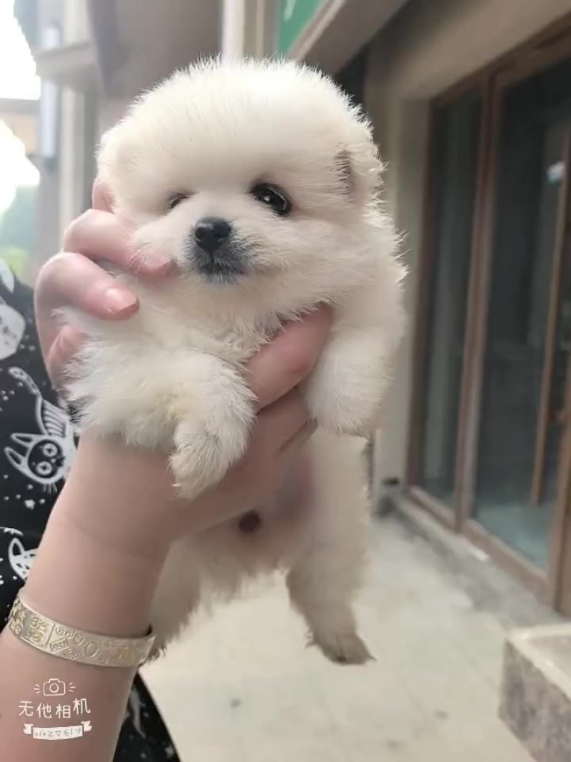 出售博美幼犬
