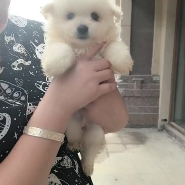 博美幼犬