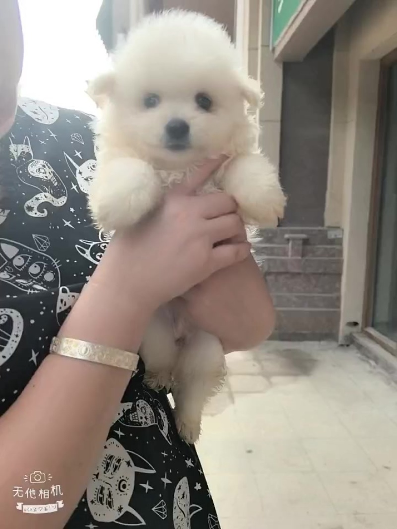 博美幼犬