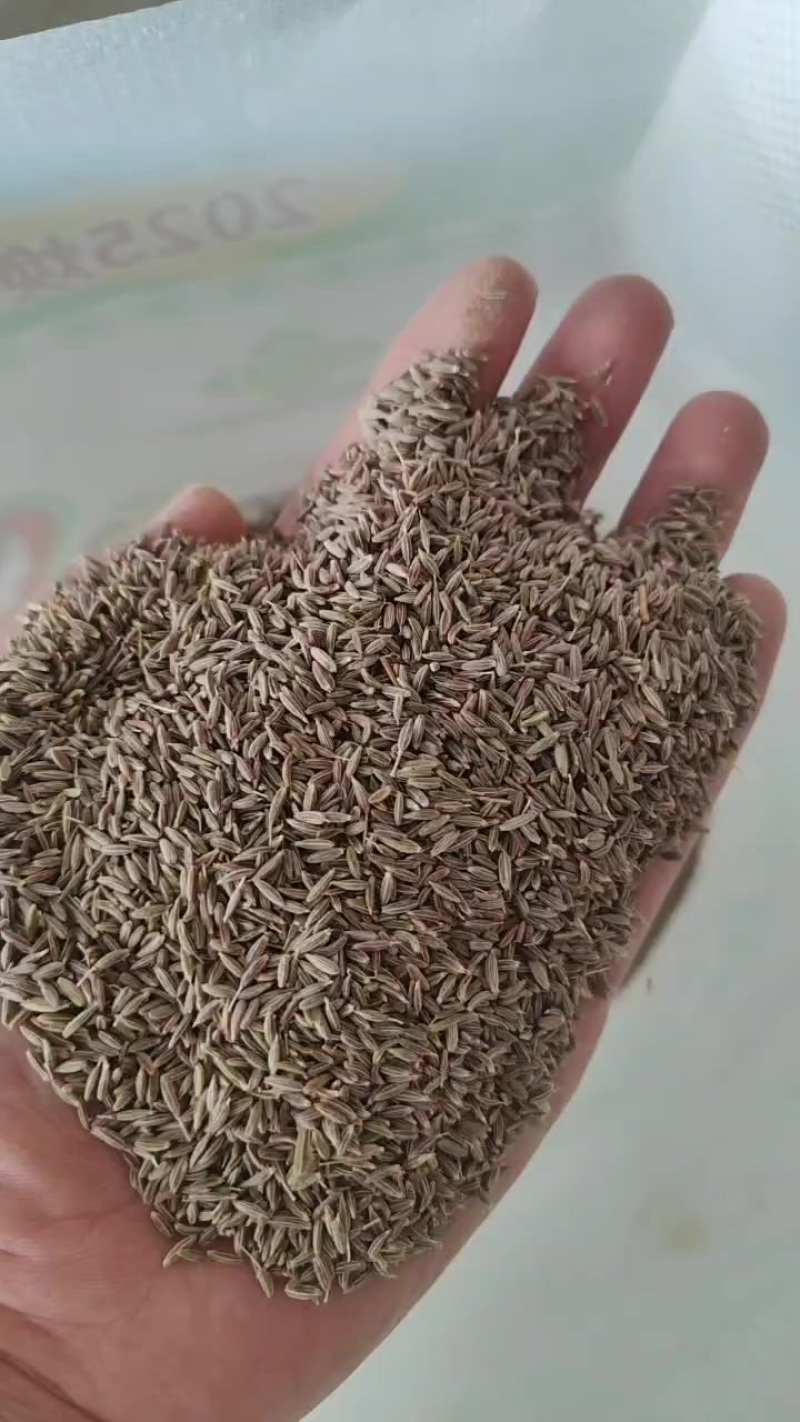 新疆孜然西域小巴郎