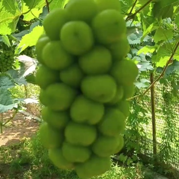阳光玫瑰葡萄