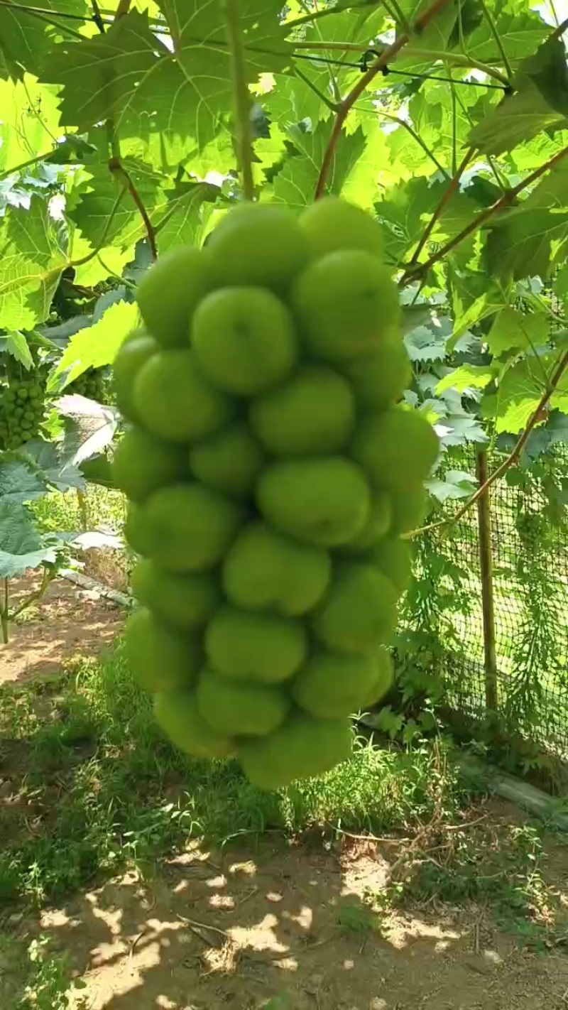 阳光玫瑰葡萄