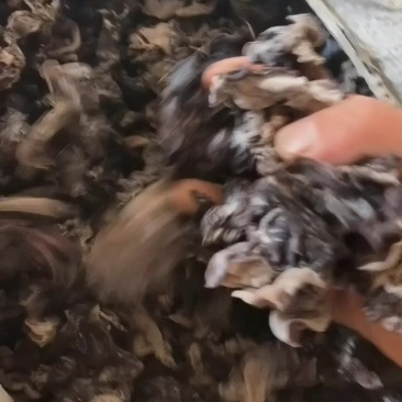 毛木耳木耳丝各种规格