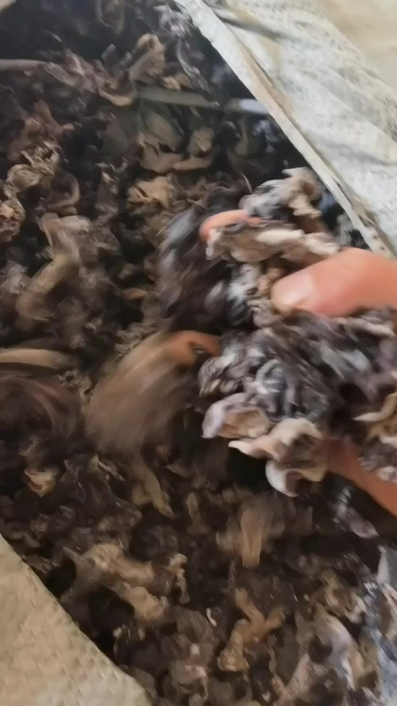 毛木耳木耳丝各种规格