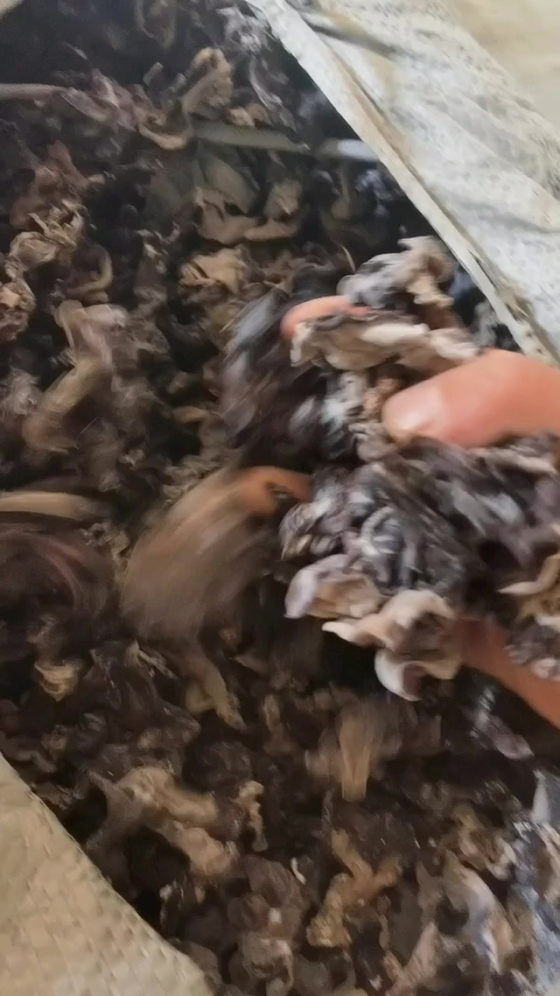 毛木耳木耳丝各种规格