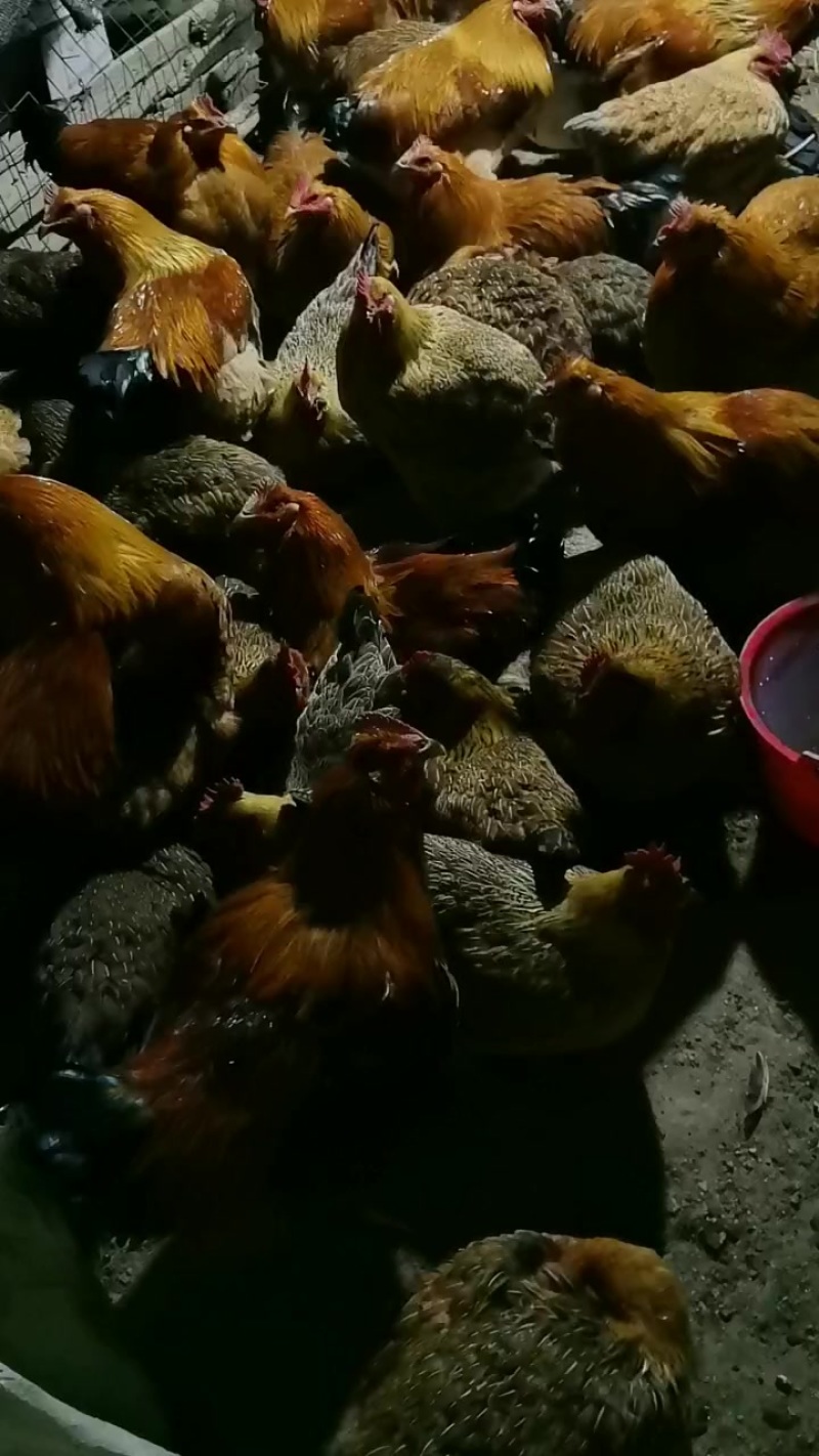 阳山鸡，本地麻鸡，大扇鸡！