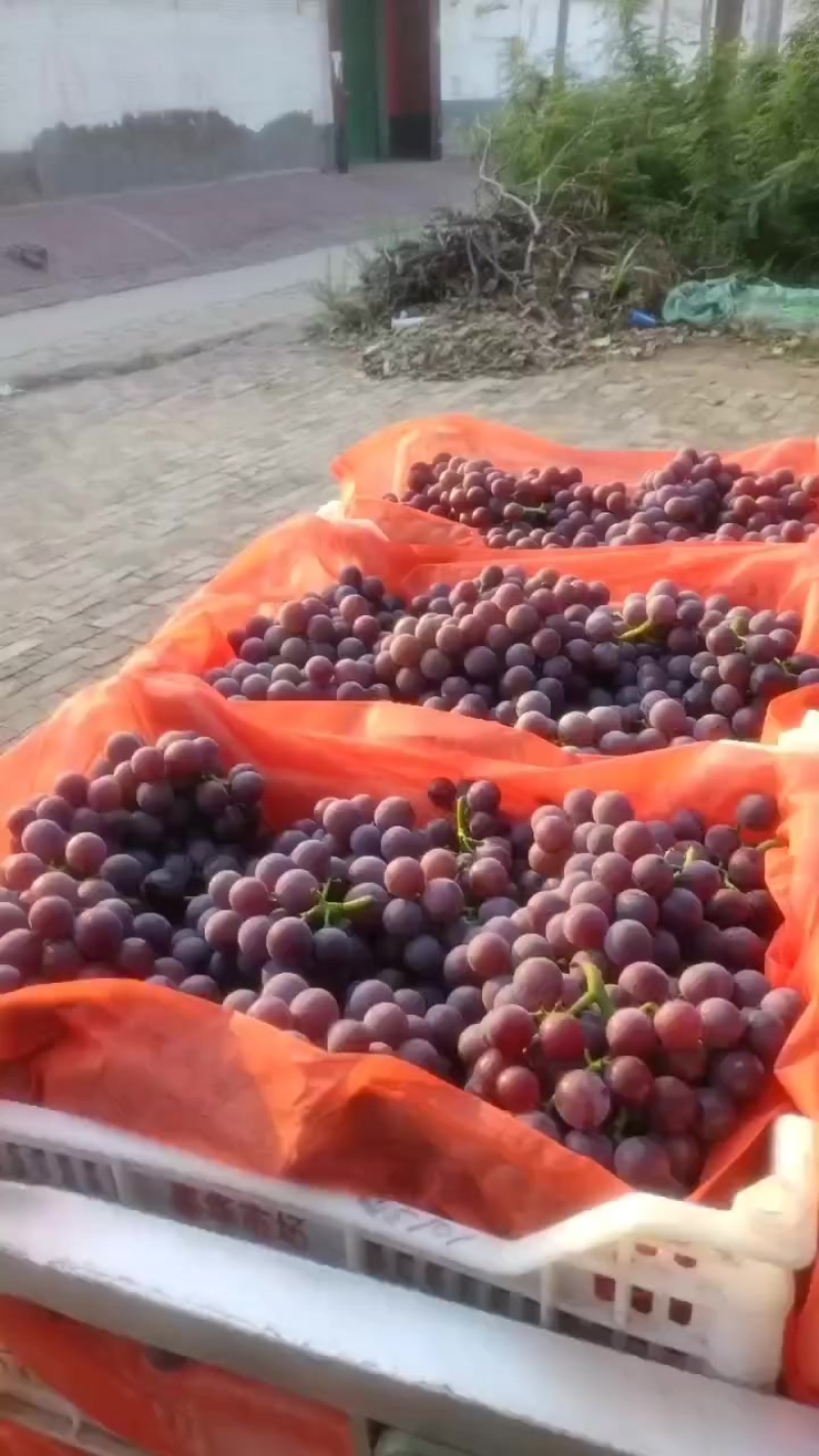 巨丰葡萄