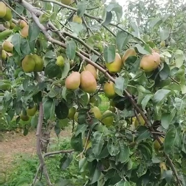 红香酥