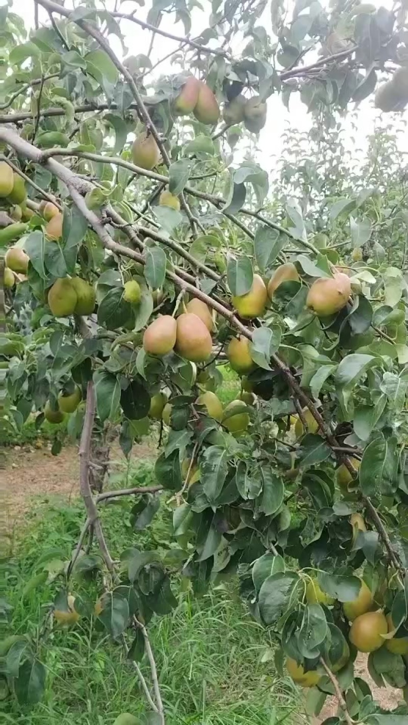 红香酥