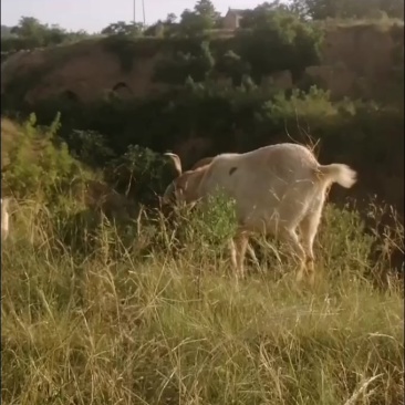 放养山羊，肉质细腻鲜美，营养价值高，活羊称重十八元一斤