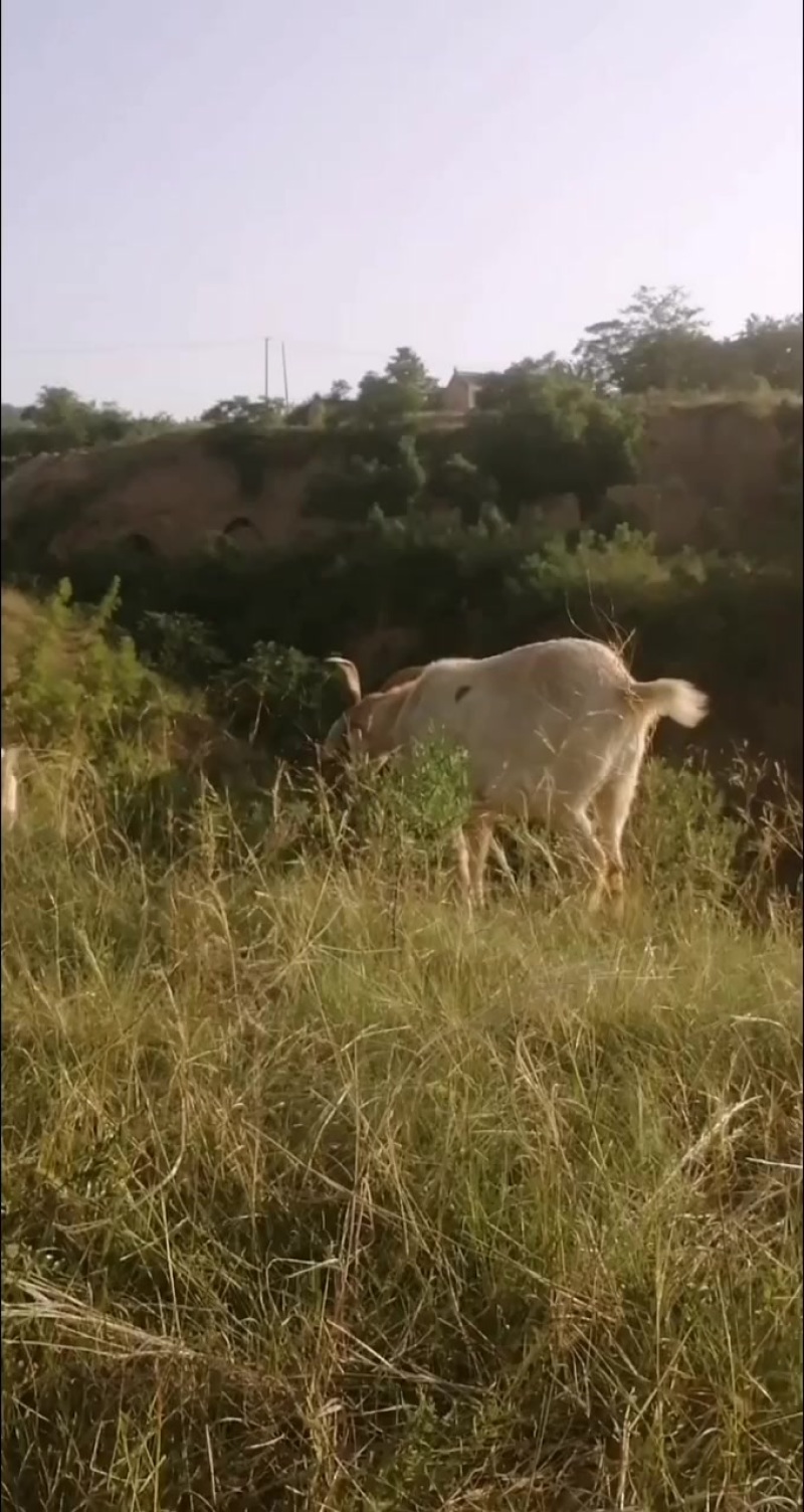 放养山羊，肉质细腻鲜美，营养价值高，活羊称重十八元一斤