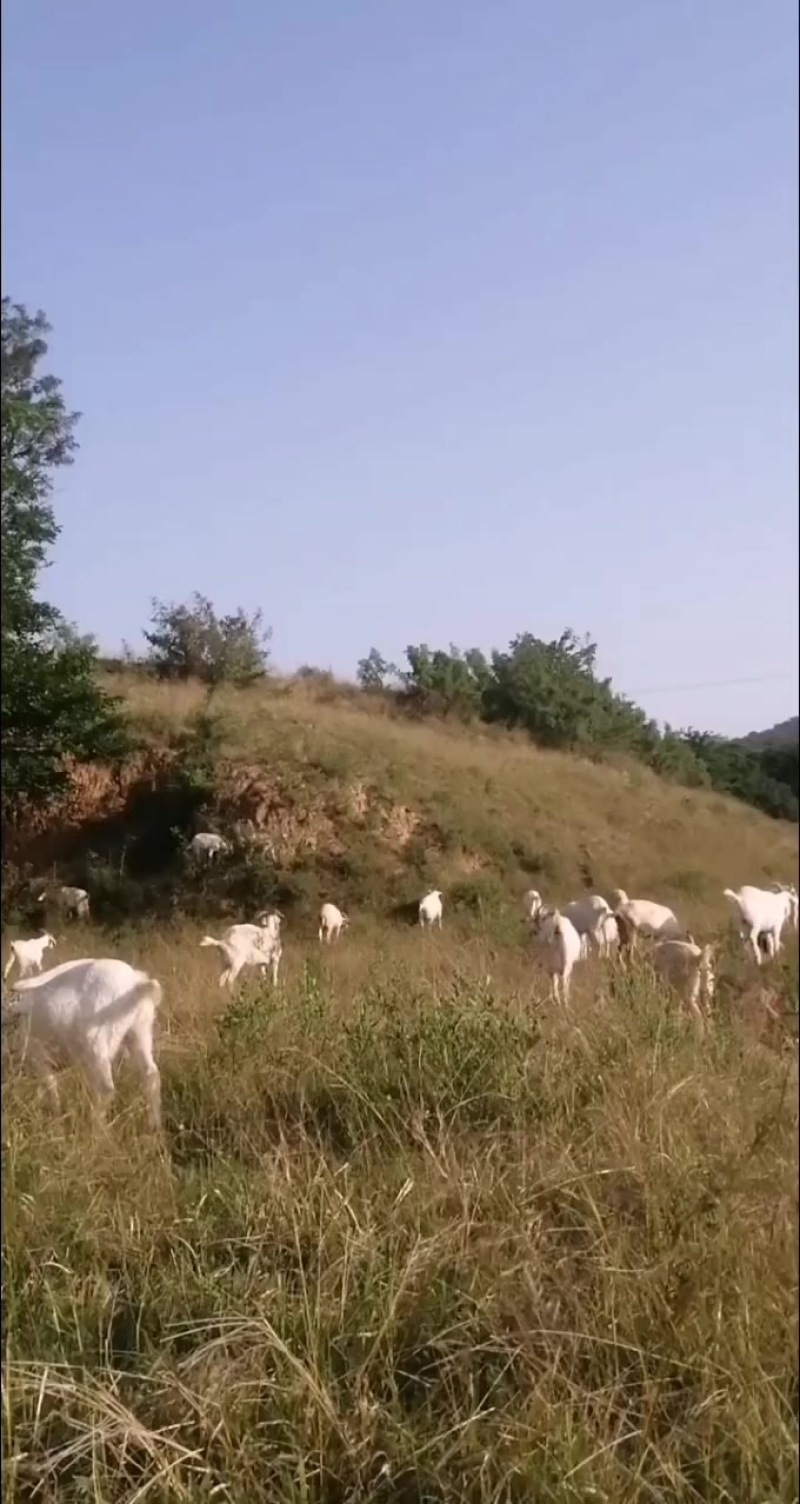 放养山羊，肉质细腻鲜美，营养价值高，活羊称重十八元一斤