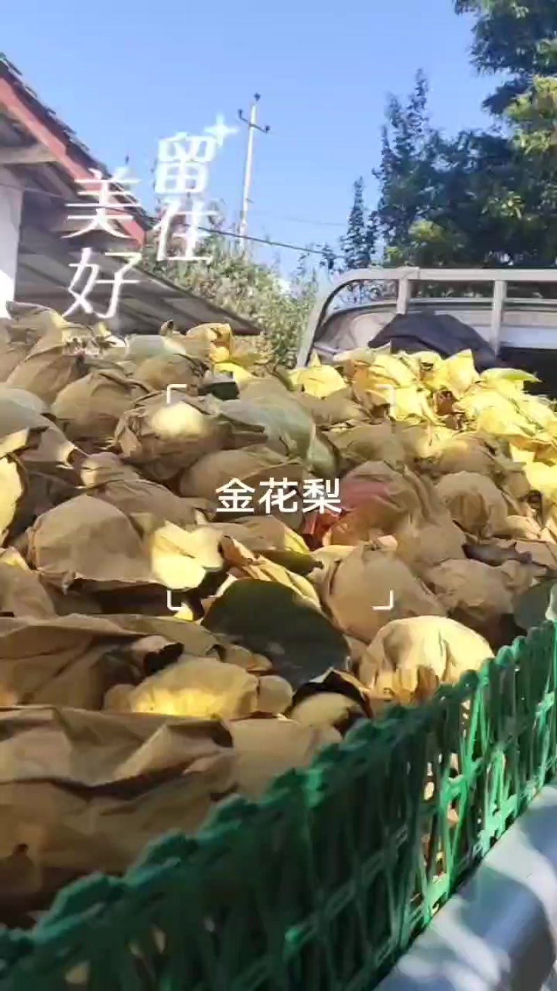 金花梨