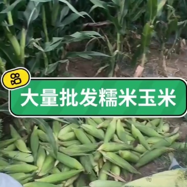 甜玉米