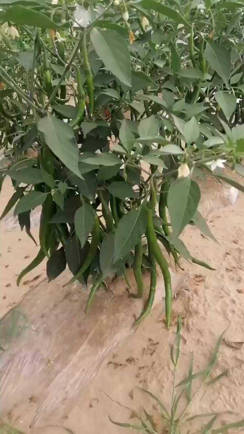 宁夏彭阳辣椒上市了