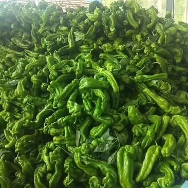 万亩芜湖椒大量现