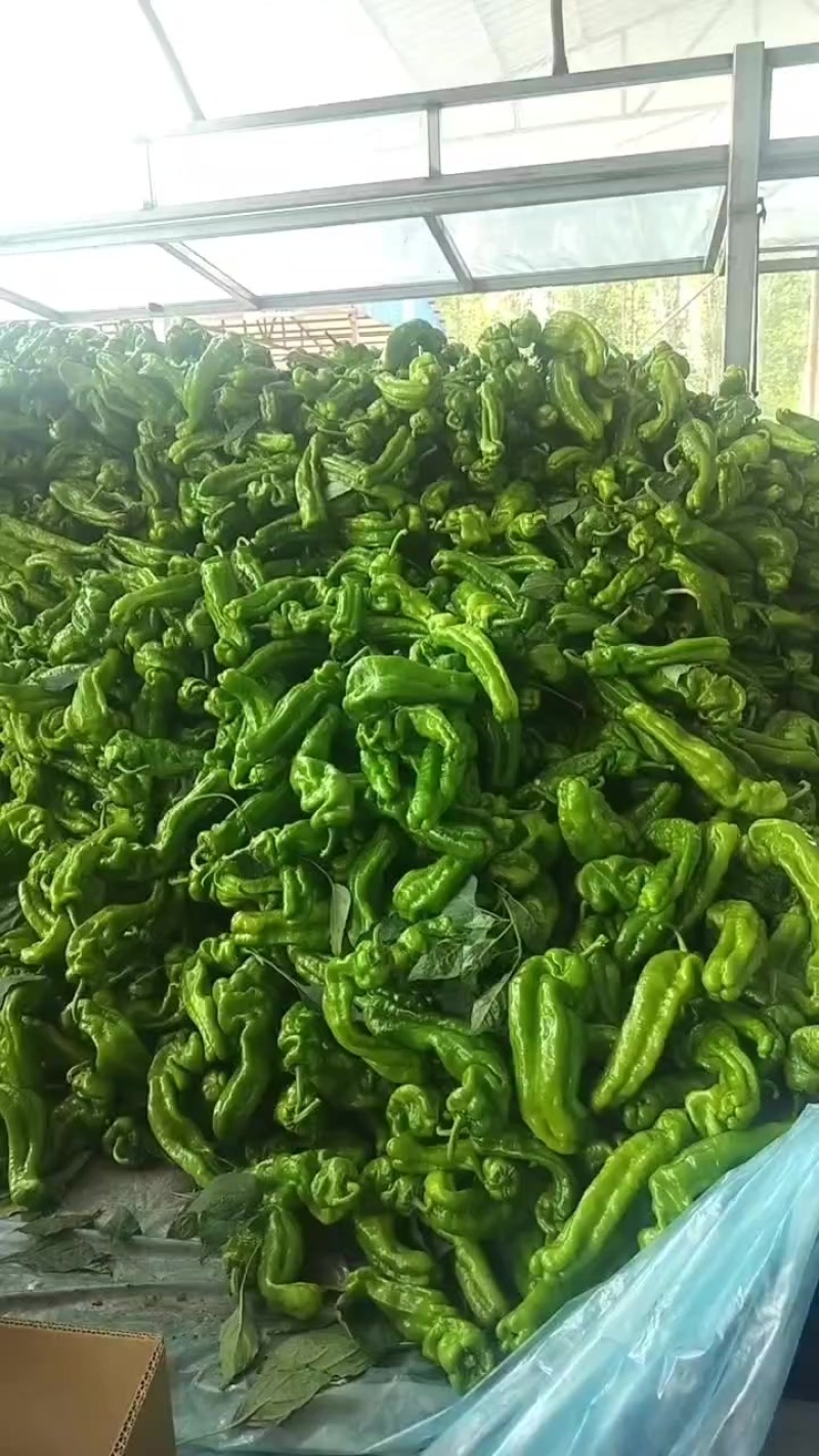 万亩芜湖椒大量现