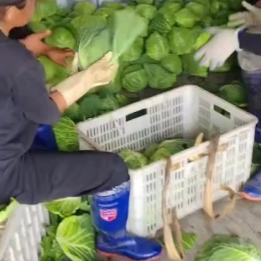 手感甘蓝。宣菜。