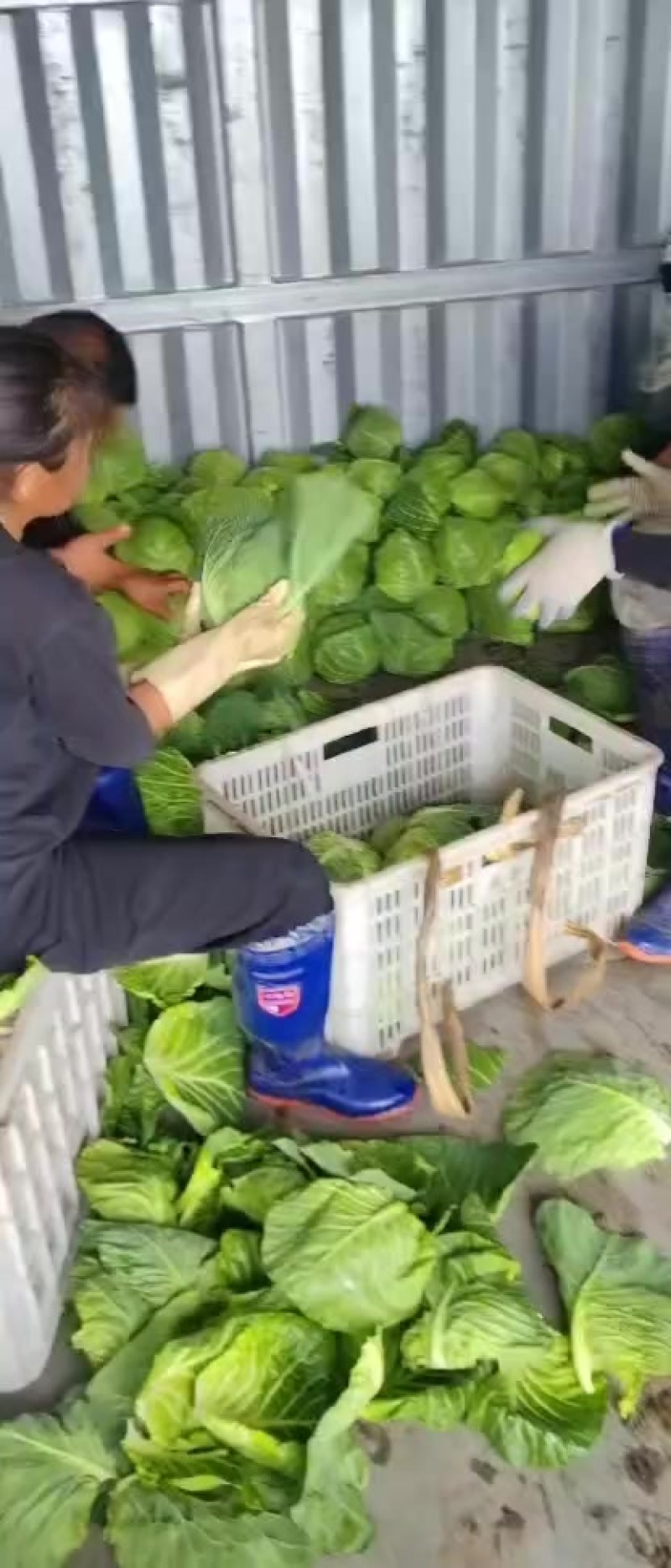 手感甘蓝。宣菜。
