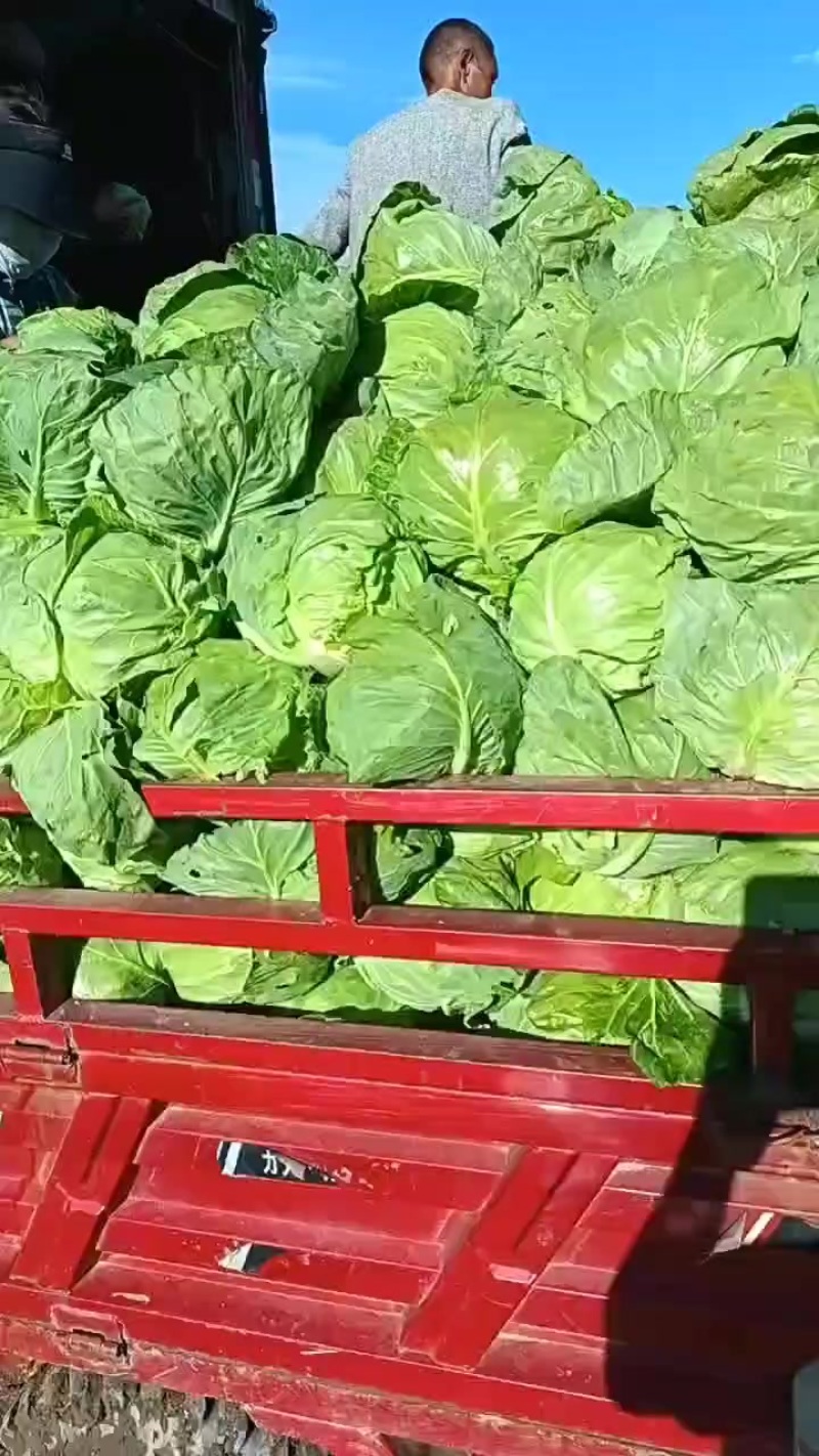 手感甘蓝。宣菜。