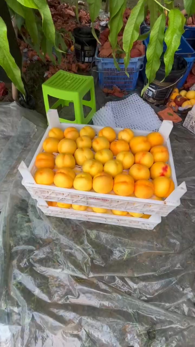 黄油桃，廊坊固安