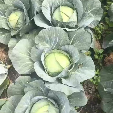 精品莲花白