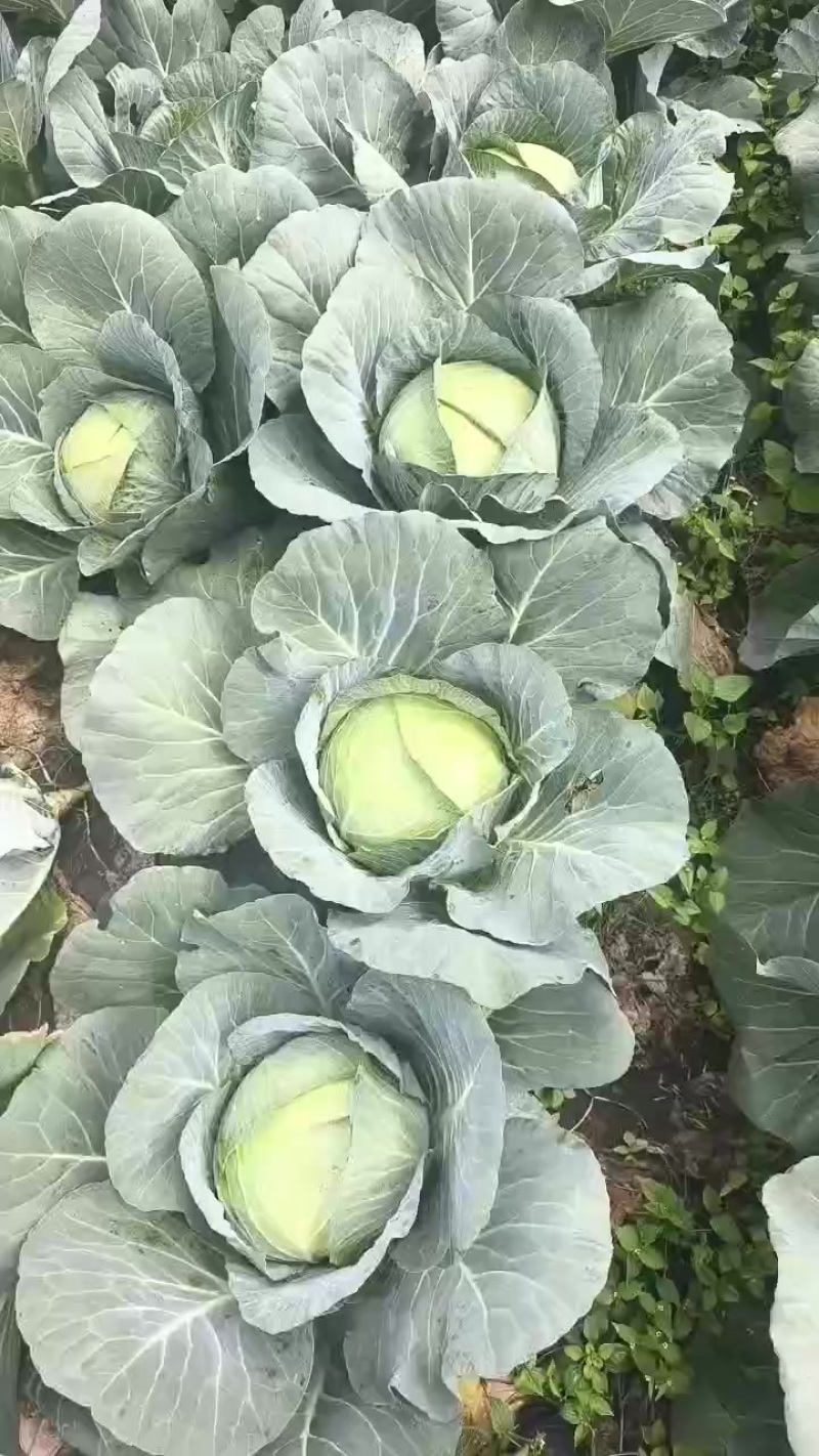 精品莲花白