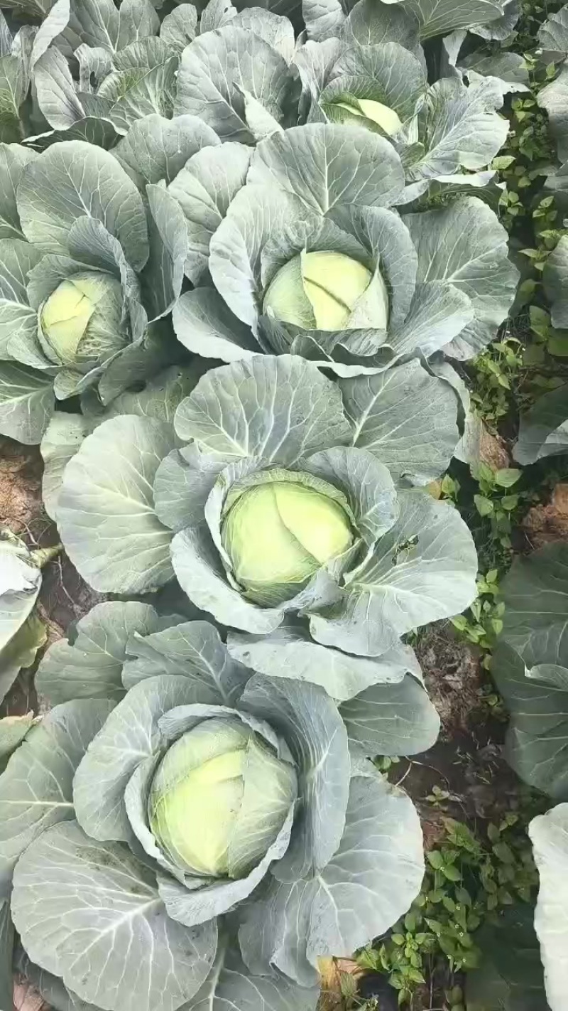 精品莲花白