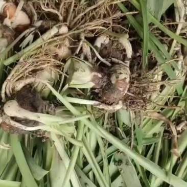 朱顶红球