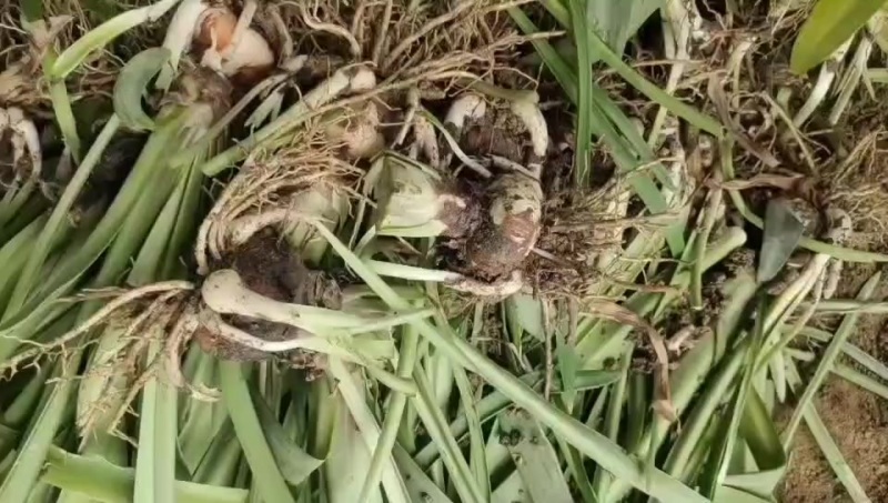 朱顶红球