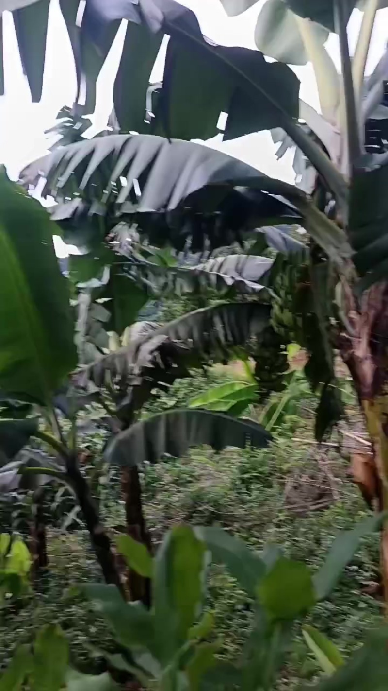 香蕉