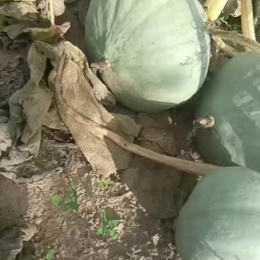 银栗和红南瓜